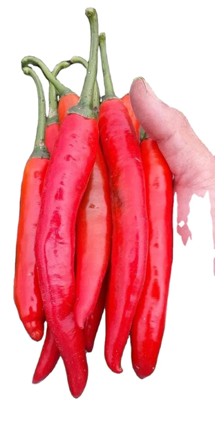 Chilli Fresh Chili Exporter - Best Price & High Quality for supply Premium Dried Red Chilli Peppers – Export Quality Wholesale Spice Supply - Image 4