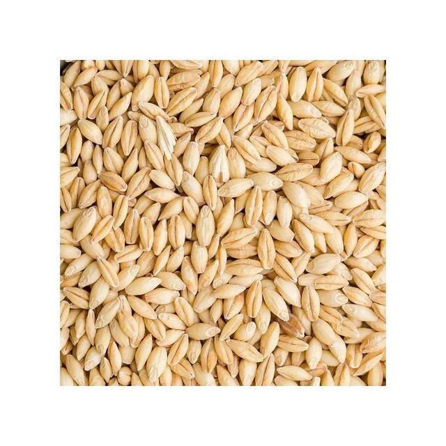 Feed Barley Wholesale Natural Organic First Grade Animal Feed Barley 50 Kg Bag - Image 4