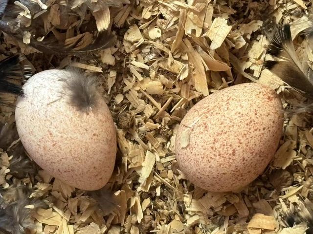 Top Grade Hatching Turkey Eggs Perfect For Backyard Farmers Professional Breeders And Educational Incubation Projects - Image 1