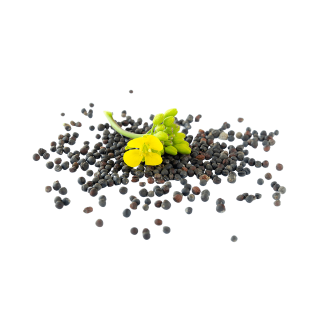 Canola seeds available for sale in bulk for oil extraction and animal feed industries - Image 3