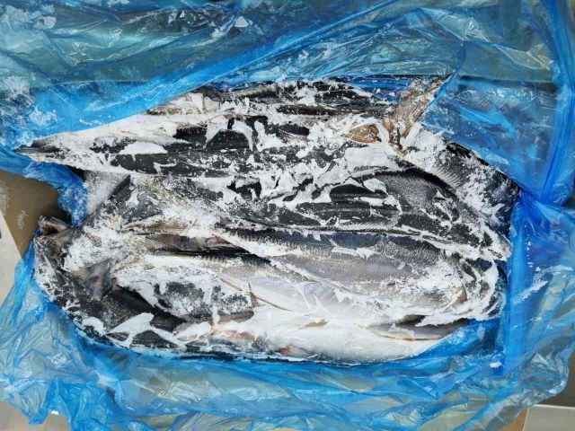 Premium Quality Frozen Mackerel Fish For Sale / Wholesale Prices Frozen Mackerel Fish / All Sizes - Image 4