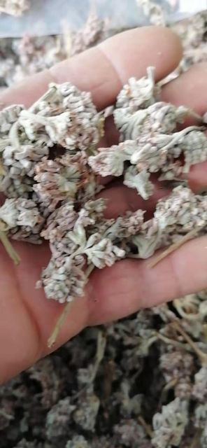 Menghua Yang Er Duo Natural Raw Wild Dried Buddleja Officinalis Maxim Flowers Buds From Fujian for Sale - Image 3