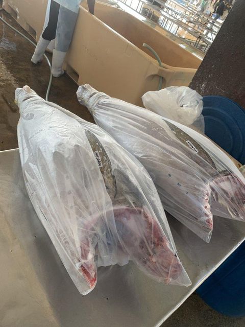 Fresh Chilled Yellowfin Tuna (Headless and Gutted) Grade Export Grade Certification BFAR, HACCP Place of Origin - Image 3