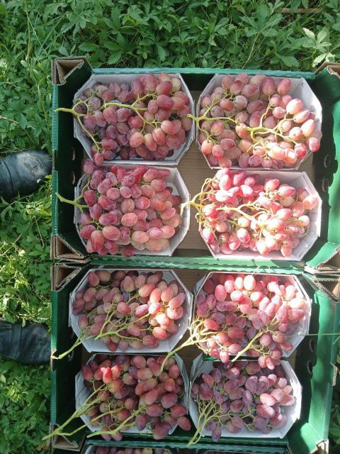grapes fresh Type fresh Appearance Fresh Manufacturer Uzbekistan Shelf Life From Farm To Table Processing Method Freshly Picked - Image 2