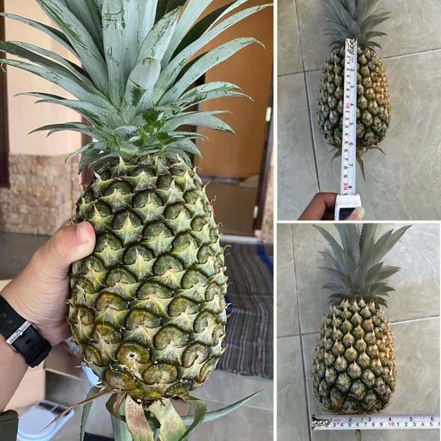 Premium Organic Fresh Pineapple Indonesia - Image 4