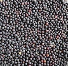 Rape Seed Germination Rate High Erucic Acid Level Low Glucosinolate Level Low Lodging Resistance Strong Omega Six Fatty Acids - Image 1