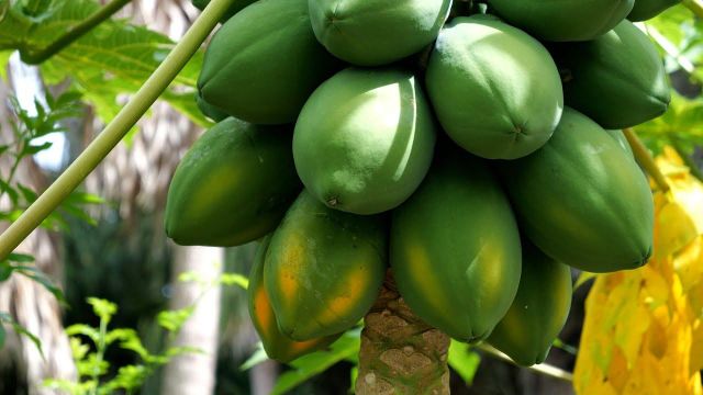 Papaya 100% Natural South African High Quality Green/yellow Oval A Grade Yellow Packaging Fruit Wholesale Fresh Papaya Sale - Image 5