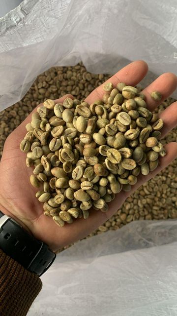 Robusta Coffee - Image 3