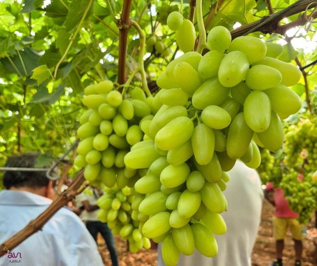Fresh Thompson Grapes From South Africa Premium class 1 export quality grades available - Image 4