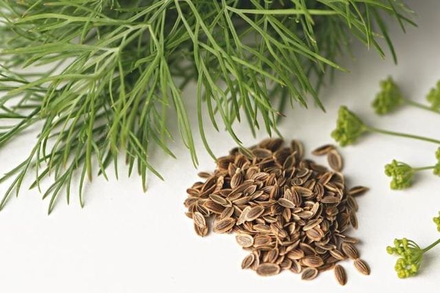 Dill Seeds - Image 1