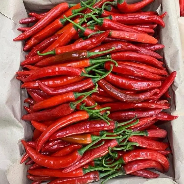 Chilli Fresh Chili Exporter - Best Price & High Quality for supply Premium Dried Red Chilli Peppers – Export Quality Wholesale Spice Supply - Image 5