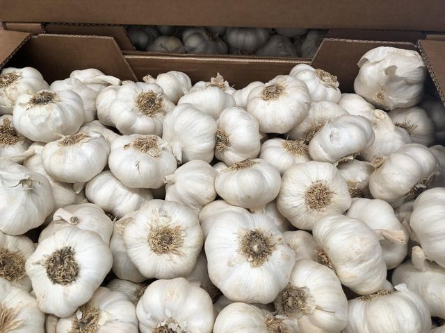 High Quality Fresh Organic White Garlic with Competitive Price 2 Year Shelf Life Food Ingredients at Origin - Image 5