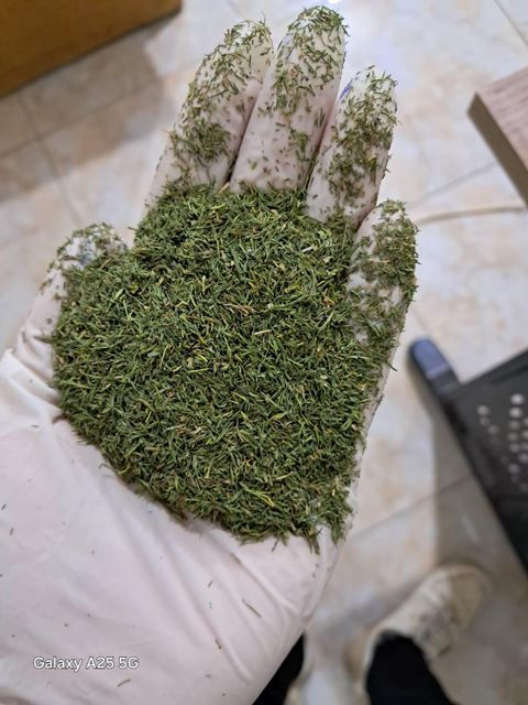 Dill Leaves Packaging 25kg Color Feathery Green Place of Origin Egypt Usage Form Fresh Or Dried Traditional Use Digestion - Image 1