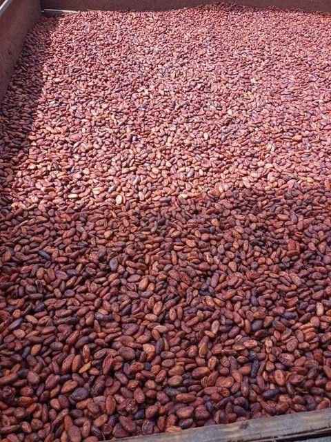 Organic Premium Grade Roasted Cocoa Beans Raw Cacao Beans in Bag for Chocolate Application - Image 4
