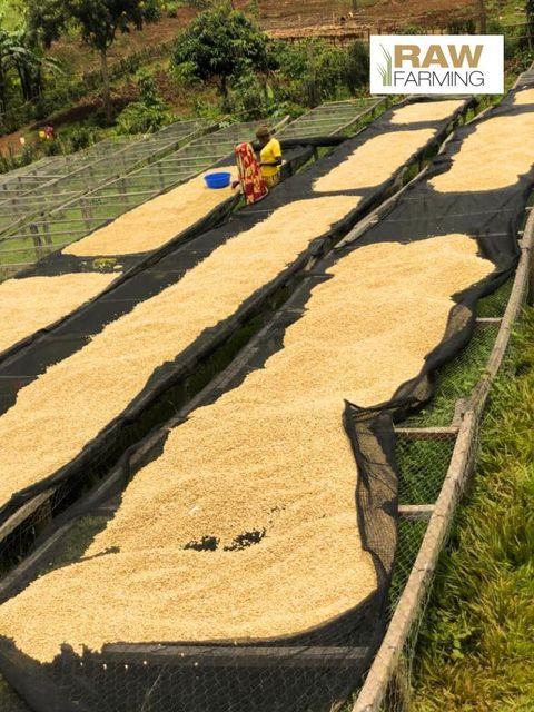 Guji Coffee , Arabica , Robusta,RDB Sunfloyer,CP8 Palm Oil ,Soybean Oil - Image 4