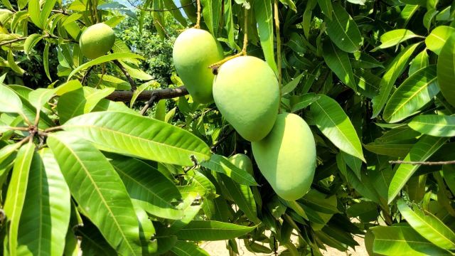 South Indian Mangoes – Thotapalli, Imam Pasand & Banginapalli - Image 1