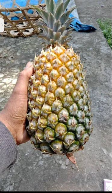 Fresh Pineapple – product photo 1, product detail gallery