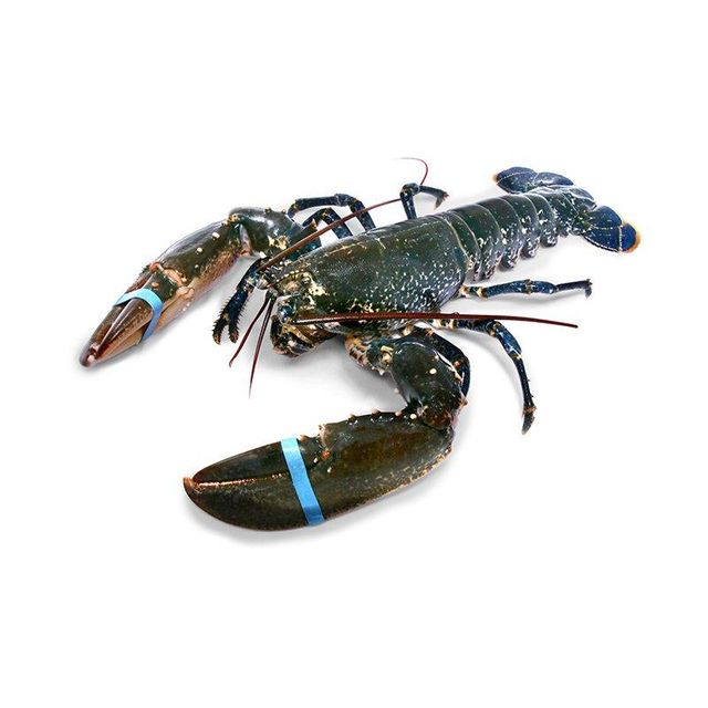 Factory price Canadian whole raw lobster UHP offered for wholesale sourcing programs - Image 4