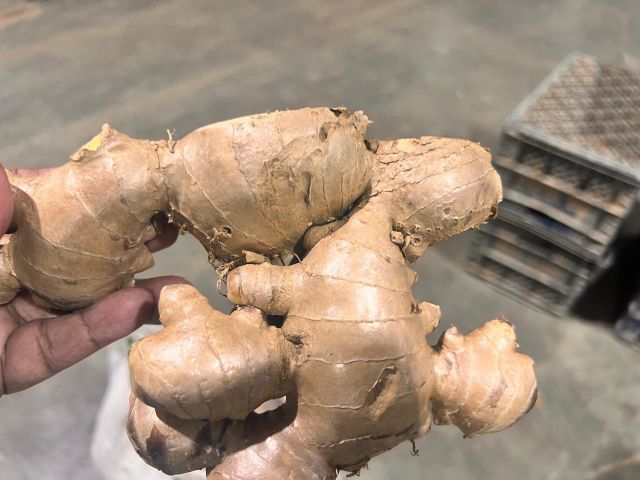 Fresh Thai Ginger 200g & up 20kg - 30kg Mesh Bag - Image 2