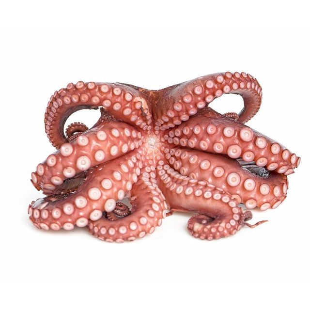 Frozen Fresh Octopus Nutrient Rich Seafood Choice Offering 95% Freshness Preservation For Wholesale Food Distributors - Image 4