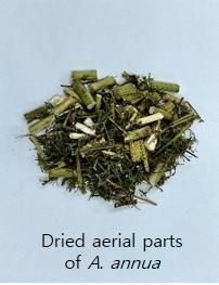 SPB-201, Artemisia annua extract powder(LiverArtemTM) Price $200/kg Daily Intake 686 Mg/day Place of Origin South Korea Shelf Life 24 months at room temperature - Image 4