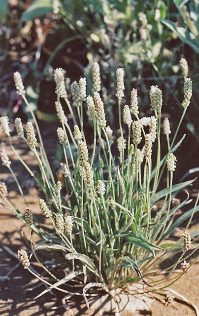 Premium Pure Psyllium Husk (Plantago Ovata) - 95% & 99% Purity Natural Dietary Fiber (Isabgol) for Food & Supplements - Image 4