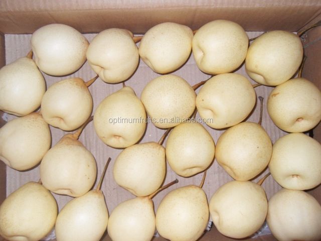 Chinese high quality Ya pear Grade A Taste Sweet Style Fresh Weight (kg) 0.3 Variety Ya Pear Certification TOP Type Pear, Ya - Image 3