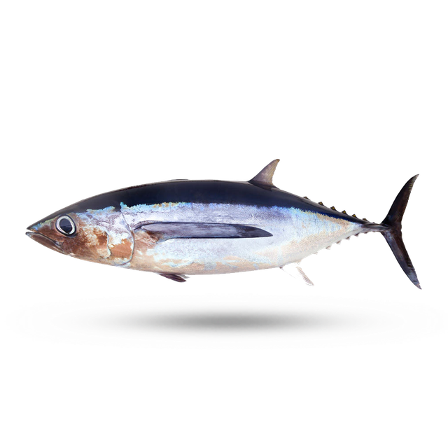 TUNA FISH Type Frozen Tuna Fish Ingredients Frozen Tuna Fish Form Fresh, Canned, And Frozen Application Various Culinary Applications - Image 3