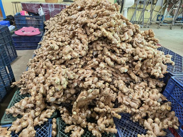 Fresh Ginger Price Per Metric Usd 960.00 / Metric - Image 1