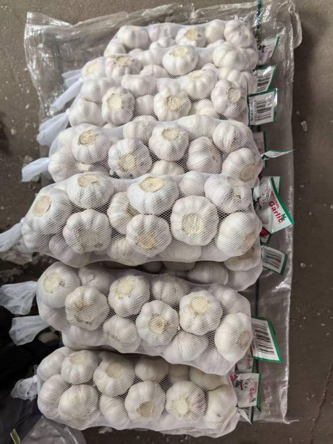 fresh new crop pure white and normal white garlic with best quality - Image 3