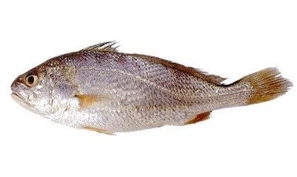 Frozen Whole TT Croaker Fish Supplier & Exporter India | Whole Round Frozen Fish | Bulk Wholesale Seafood - Image 2