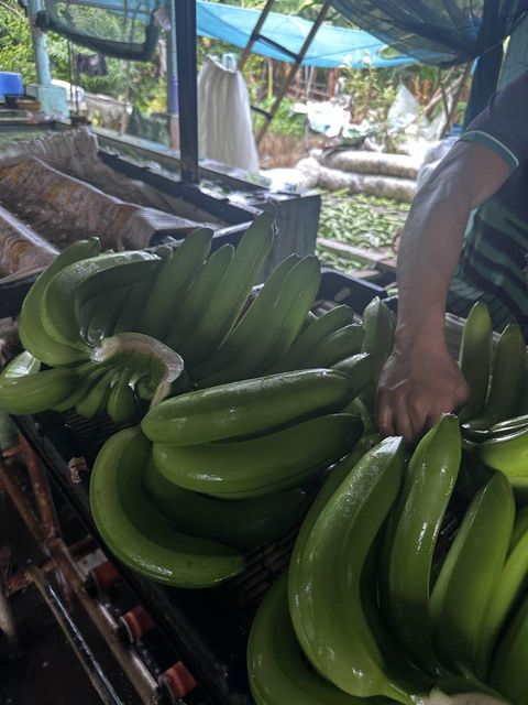 Premium Cavendish Banana Fruit Type Cavendish Banana - Image 2