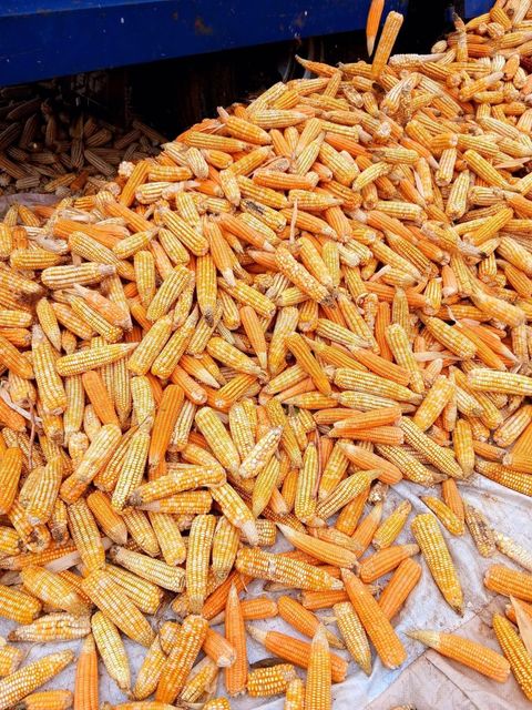 Mature Fresh Yellow Corn Cob Non Glutinous Natural Maize - Image 3