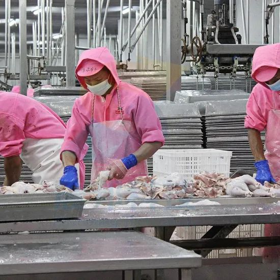 100bph to 13000bph Abattoir Meat Processing Machine Slaughtering Chicken Quail Rabbit Animal Poultry Killing Slaughter Chicken Plucker Machine - Image 2