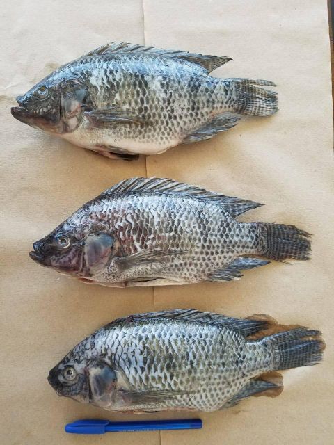 Tilapia - Image 1