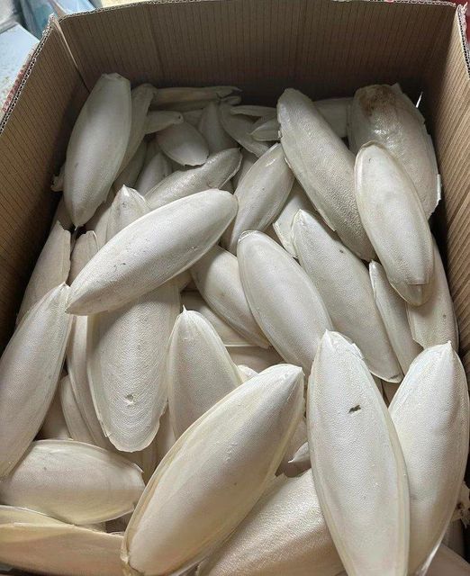 Vietnam Natural Dried Cuttlefish Bone Squid Aquarium Bulk Wholesale Supply - Image 3
