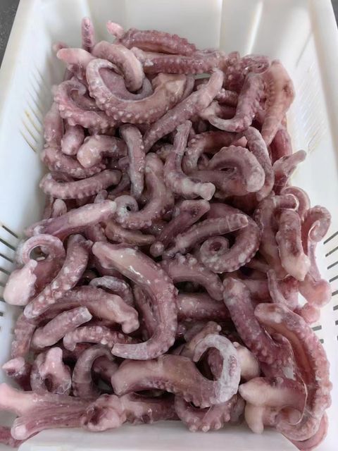 giant squid tentacle - Image 6