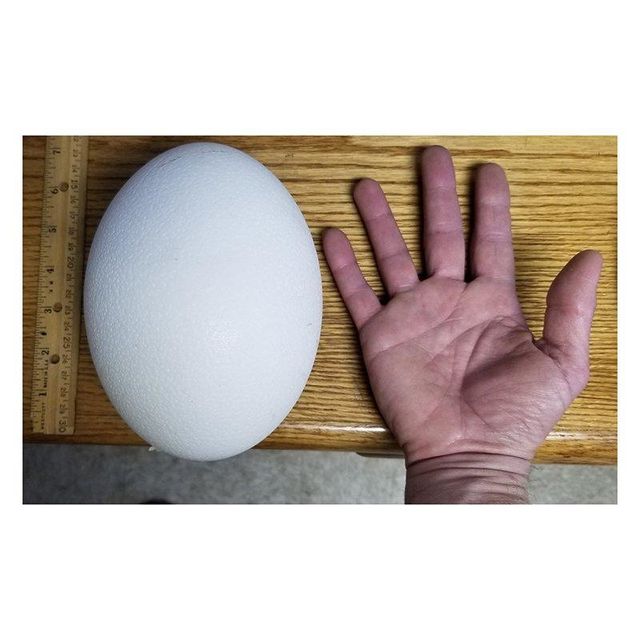 Bulk sale ostrich eggs provided for trade buyers with premium handling - Image 4