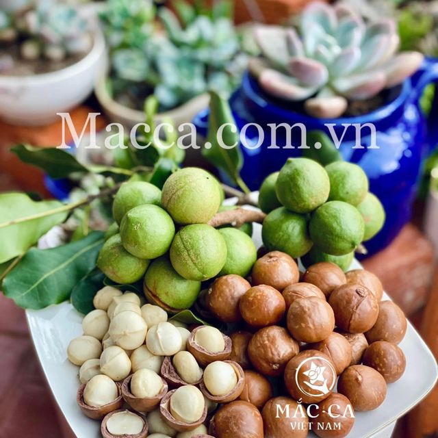Premium Quality Crunchy Salted Roasted Cashews W240 500g Raw Processed from Vietnam Common Cultivation Type Packed in Pet Jar - Image 3