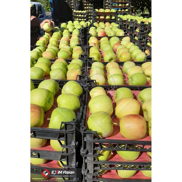 Iran Fresh Apples ( Red apple, Yellow apple, Green apple ) - Image 3