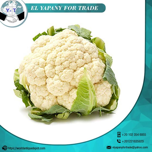Egypt Quality Fresh Cauliflower Style Fresh Weight (kg) 1.5 Certification BV Place of Origin Egypt Cultivation Type - Image 6