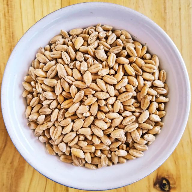 Premium Quality Durum Wheat Rich In Protein And Fiber Fresh And Natural Wheat Perfect For Wholesale Buyers Worldwide - Image 4