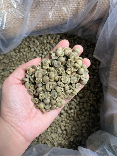 Robusta Coffee Supply Stability Stable Price Per Metric Usd 2700 Bean Type Arabica, Robusta Quality Standard Consistent - Image 3