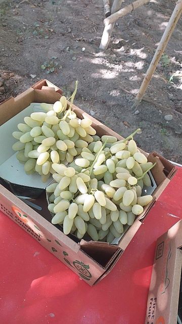 grapes fresh Type fresh Appearance Fresh Manufacturer Uzbekistan Shelf Life From Farm To Table Processing Method Freshly Picked - Image 4