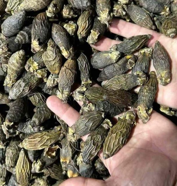 Premium Young Dried Areca Nut Origin Indonesia Product Type Confectionery, Nuts, Snacks, Spices - Image 1