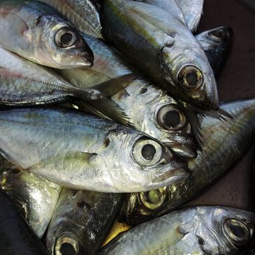 BIG EYE SCAD FOR HIGH QUANTITY WHOLESALE Ph Value Na Style Frozen Content Fish Additives Na Variety Bigeye Weight - Image 1