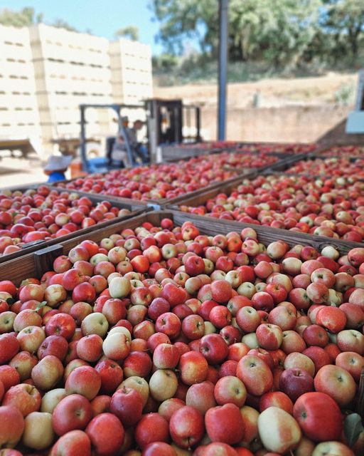 Premium Fresh Cripps Red Apples For Sale - Image 3