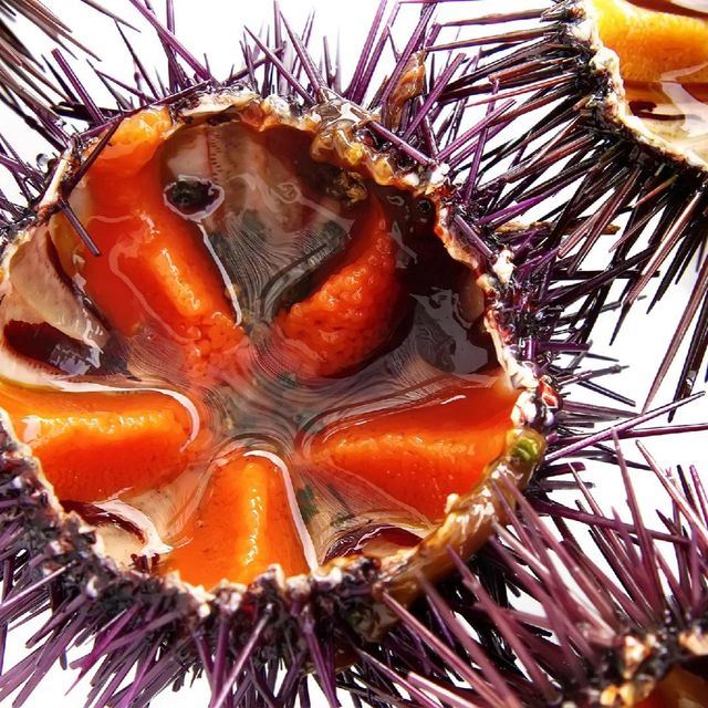 IQF Frozen Sea Urchin Uni Premium Grade Wholesale Bulk Supply with Stable Year Round Export - Image 3