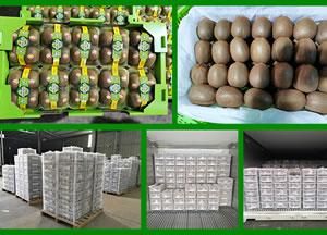 Fresh Kiwi Fruits, South African Golden Fresh Kiwi Fruits Gold Kiwi Fruits, Kiwi Gold Fresh Fruits - Image 4