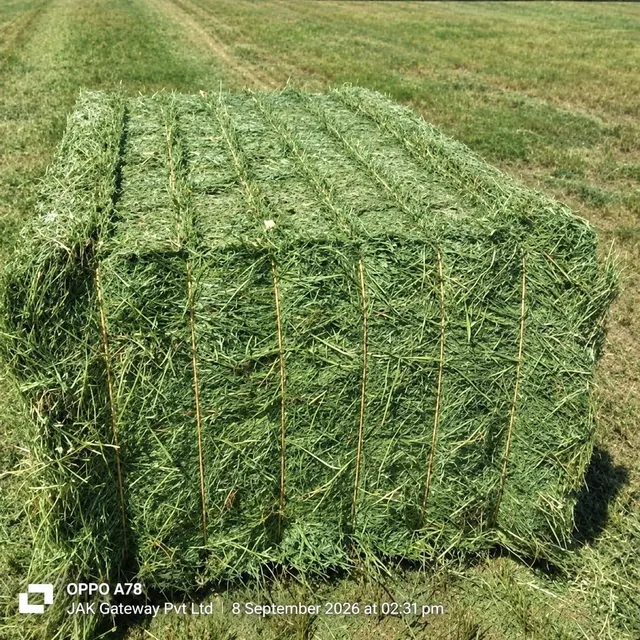 Rhodes Grass Hay A+ Premium Quality | Pakistan Export | Livestock Feed Bulk Supplier - Image 3